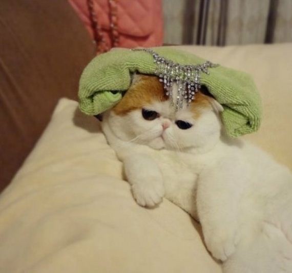 Fashionable Looks Worn By Snoopy The Cat